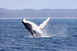 Humpback Whale - breaching female whale in front of Fraser Island's coast Humpback Whale - breaching female whale in front of Fraser Island's coast