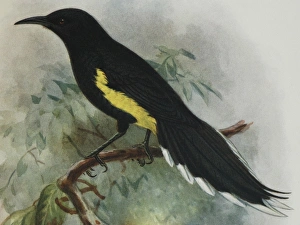 Illustration: Moho, Hawaii. From Rothschild 1907, original artwork by J G Keulemans Illustration: Moho, Hawaii. From Rothschild 1907, original artwork by J G Keulemans