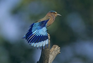 Indian Roller stretching wings Indian Roller stretching wings