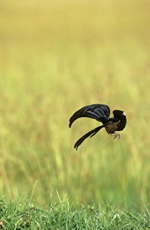 Jackson's Widowbird - male displaying above cleared area Jackson's Widowbird - male displaying above cleared area