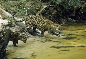 Jaguar - female & 10 week old cub coming to edge of creek, in the wild Jaguar - female & 10 week old cub coming to edge of creek, in the wild