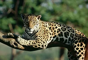 Jaguar - in Tree Jaguar - in Tree
