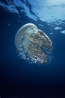 Jellyfish - Common Jellyfish and hundreds of small fish who seek protection beneath the Jellyfish - Common Jellyfish and hundreds of small fish who seek protection beneath the