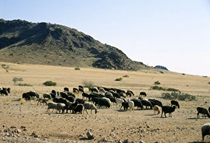 Karakul Sheep - Origin of breed is Russian Karakul Sheep - Origin of breed is Russian