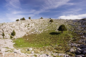 Karst limestone scenery, with greek firs, at about 1700m in Mount Parnassus National Park Karst limestone scenery, with greek firs, at about 1700m in Mount Parnassus National Park