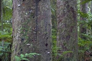 Kauri Forest - three big Kauri trees surrounded by undergrowth Kauri Forest - three big Kauri trees surrounded by undergrowth