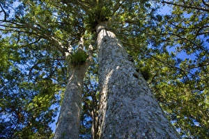 Kauri grove - giant Kauris seen from the ground towards the tree-tops Kauri grove - giant Kauris seen from the ground towards the tree-tops