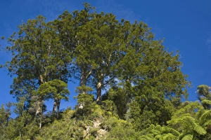 Kauri grove - small grove of younger Kauris standing on top of a rocky hill Kauri grove - small grove of younger Kauris standing on top of a rocky hill