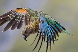 Kea - in flight about to land on the ground showing off its colourful red Kea - in flight about to land on the ground showing off its colourful red