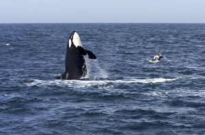 Killer whale / Orca - adult, breaching. To the right, a calf is also breaching Killer whale / Orca - adult, breaching. To the right, a calf is also breaching