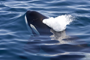 Killer whale / Orca - beginning to exhale just before breaking the surface - transient Killer whale / Orca - beginning to exhale just before breaking the surface - transient
