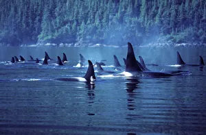 Killer Whale / Orca - Several pods came together to form a 'superpod' Killer Whale / Orca - Several pods came together to form a 'superpod'
