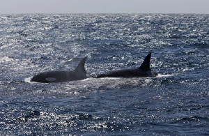 Killer whale / Orca - Silhouetted against mid-afternoon glare - transient type Killer whale / Orca - Silhouetted against mid-afternoon glare - transient type