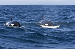Killer whale / Orca - transient type Killer whale / Orca - transient type