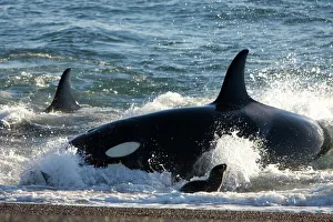 Killer whale / Orcas - Hunting South American Sea lion pups at the water's edge Killer whale / Orcas - Hunting South American Sea lion pups at the water's edge