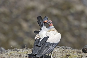 King Vulture - preening King Vulture - preening