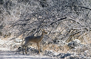 Kirk's dik-dik sheltering in shade of bush Kirk's dik-dik sheltering in shade of bush