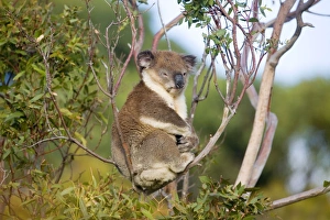 Koala - A wild animal resting by day along Cape Liptrap coastal walking track Koala - A wild animal resting by day along Cape Liptrap coastal walking track
