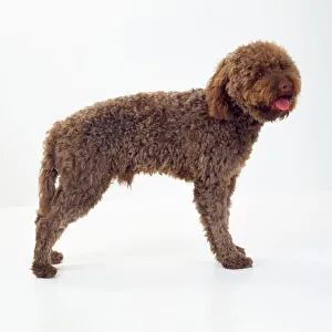 Lagotto Romagnolo Dog Lagotto Romagnolo Dog