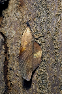 Lappet Moth - on tree-bark - has its wings and antennae in 'folded position" Lappet Moth - on tree-bark - has its wings and antennae in 'folded position"