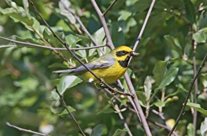 Lawrences Warbler. Hybrid between Blue-winged Warbler, Vermivora pinus Lawrences Warbler. Hybrid between Blue-winged Warbler, Vermivora pinus