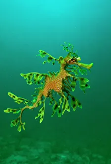Leafy Seadragon - an example of brilliant camouflage as neither predators nor prey Leafy Seadragon - an example of brilliant camouflage as neither predators nor prey