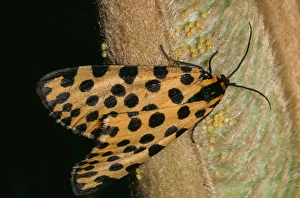 Leopard Moth - ovipositing (depositing of eggs) on cycad fronds Leopard Moth - ovipositing (depositing of eggs) on cycad fronds