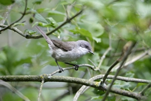 Lesser Whitethroat - perched on branch of bush in garden Lesser Whitethroat - perched on branch of bush in garden