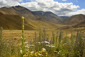 Lindis Pass - rolling grassy hills around Lindis Pass with colourful summer flowers in Lindis Pass - rolling grassy hills around Lindis Pass with colourful summer flowers in