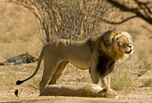 Lion - male shakes his head whilst standing over a female after mating Lion - male shakes his head whilst standing over a female after mating