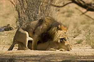 Lion - mating pair with the male biting the head and neck of the female Lion - mating pair with the male biting the head and neck of the female