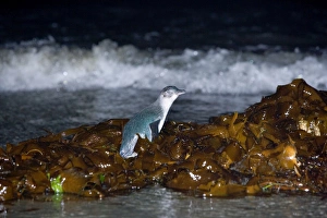 Little blue Penguin - adult penguin just coming ashore at night. To be able to go to the beach it first has to climb over heaps of kelp Little blue Penguin - adult penguin just coming ashore at night. To be able to go to the beach it first has to climb over heaps of kelp