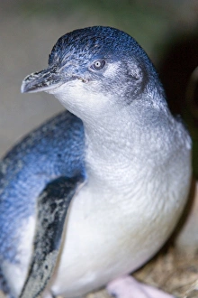 Little blue Penguin - portrait of an adult penguin just coming ashore at night Little blue Penguin - portrait of an adult penguin just coming ashore at night