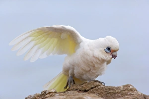 Little Corella - Little Corella sits on a rock and stretches its wing Little Corella - Little Corella sits on a rock and stretches its wing