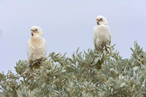 Little Corella - two Little Corellas sitting on a bush at a beach at Ningaloo Reef Little Corella - two Little Corellas sitting on a bush at a beach at Ningaloo Reef