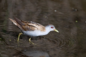 Little Crake - adult female - walking in shallow water Little Crake - adult female - walking in shallow water