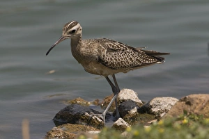 Little Curlew / Little Whimbrel - this bird spent 48 hours walking and wading around the edge of a small sewage pond before departing Little Curlew / Little Whimbrel - this bird spent 48 hours walking and wading around the edge of a small sewage pond before departing