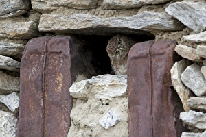 Little owl peering from window of seasonally abandoned Changpa dwelling Little owl peering from window of seasonally abandoned Changpa dwelling