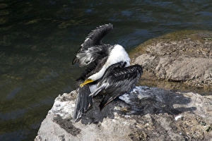 Little Pied Cormorant - gathers oil from its preen gland as it dries its wings after a Little Pied Cormorant - gathers oil from its preen gland as it dries its wings after a
