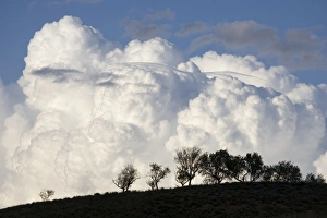 Low altitude billowing cumulus clouds with dark foreground with trees silhouetted Low altitude billowing cumulus clouds with dark foreground with trees silhouetted