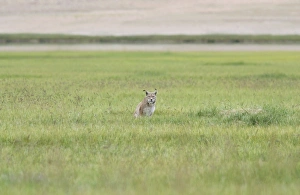 Lynx in grassland on Tso Kar basin Lynx in grassland on Tso Kar basin