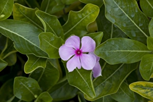 Madagascar / Rosy Periwinkle - grown in gardens, but also highly-active medicinally Madagascar / Rosy Periwinkle - grown in gardens, but also highly-active medicinally