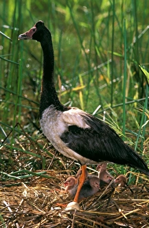 Magpie Goose - female on floating nest with chicks on the flood plains of Mary River Magpie Goose - female on floating nest with chicks on the flood plains of Mary River