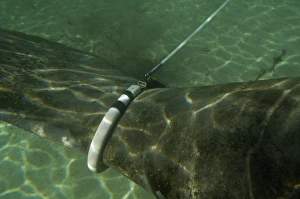 Manatee - huge tag attached to female Manatee - pulls a recording device along the Manatee - huge tag attached to female Manatee - pulls a recording device along the