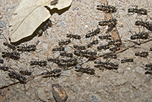 Matabele Ant column - hunting party returning to nest, some individuals with prey Matabele Ant column - hunting party returning to nest, some individuals with prey
