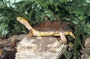 McCord's Box Turtle - Mccord's box turtle is only known from Chinese markets McCord's Box Turtle - Mccord's box turtle is only known from Chinese markets