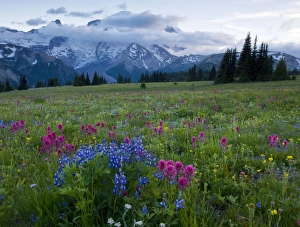 Meadows in the evening, with lupines, Magenta Paintbrush etc. on Mount Rainier Meadows in the evening, with lupines, Magenta Paintbrush etc. on Mount Rainier