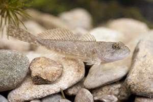 Miller's Thumb / Bullhead - single fish photographed underwater lying on stones Miller's Thumb / Bullhead - single fish photographed underwater lying on stones
