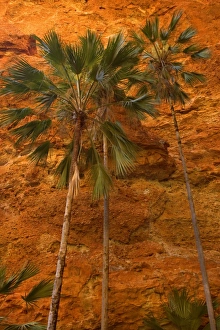 Mini Palms Gorge - livistonia palms growing on the rocky floor and slopes of Mini Palms Gorge Mini Palms Gorge - livistonia palms growing on the rocky floor and slopes of Mini Palms Gorge