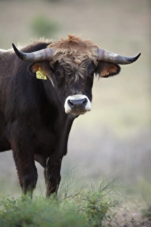 Mirandesa Bull - traditional Portugese breed, kept mainly for beef production Mirandesa Bull - traditional Portugese breed, kept mainly for beef production